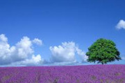 韓国人「夏の北海道は雪が残ってますか？観光には不向き？？」「むしろベストシーズンなんだけど…」