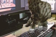 猫がキーボードに乗ってしまう問題を解決する方法！これでついに解決か！？ 海外の反応