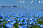 海外「日本は自然を守るのに最善を尽くしている」ひたち海浜公園の青に染まった絶景に反響（海外の反応）