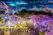 【悲報】韓国人「韓国に植えられた桜の木は全て日本産である事が判明‥」DNA解析でも日本の桜の起源は済州島の桜では無かった　韓国の反応