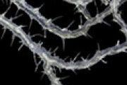 海外「はい無理ｗ」 日本で発見された「キングギドラ」そっくりの新種生物に驚愕