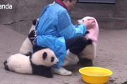 赤ちゃんパンダ達の入浴タイム集！体を拭かれる時も、飼育員さんにかまって〜！と戯れる赤ちゃんパンダ達が可愛いんです！！