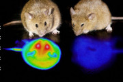 マウスの脳を刺激し人工的な冬眠状態に成功 人間に応用の可能性 筑波大研究（海外の反応）