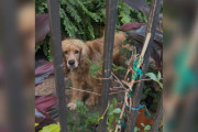 【海外】「毎日通り過ぎる人々を悲しげな目で見つめる犬：外での過酷な生活の実情」