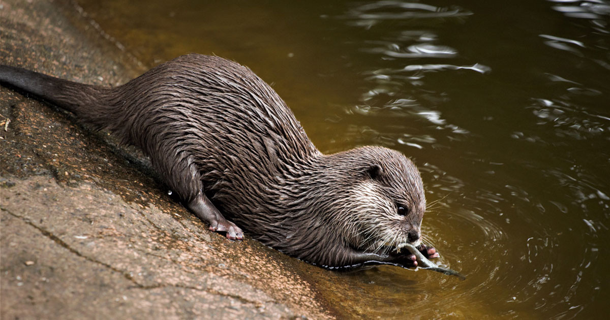日本の「水を飲むカワウソ」が喋ってるみたいで「これほんと笑う」と話題に！【台湾人の反応】 | 海外の反応アンテナ