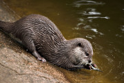 日本の「水を飲むカワウソ」が喋ってるみたいで「これほんと笑う」と話題に！【台湾人の反応】