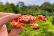 「カニが夢に出てきそう」日本のいろんなお菓子を紹介 海外の反応
