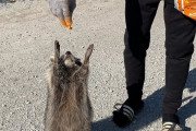 外国人「ゴミパンダ(アライグマ)は可愛い動物なんだと伝えたい」Part2