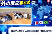 【海外の反応】猫カフェMOCHA池袋に米国民「自国と別次元」