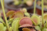 「ハエトリグサの花がどんな風に咲くか知ってる？」特徴的な花には理由があった