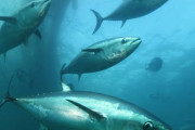【マグロ養殖】韓国がマグロ養殖に大企業進出を許容！マグロ養殖する養殖場に大規模な資本が投入される道が開かれる　韓国の反応