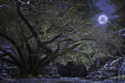 新型コロナで死去した『FF14』プレイヤーを弔うため、世界中のフレンドがゲーム内で葬儀に参列