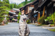 海外「行ってみたい…」日本の早朝の宿場町の美しい景色に感動！