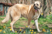 【海外】アナトリアンシェパードとカンガル犬：地域ごとの違いを超えた魅力とは？