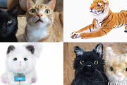 愛猫２匹に、色々なタイプの猫のぬいぐるみを見せたらどんな反応をするのか試してみた！
