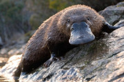 【海外】不思議な動物たちの古代伝説10選！あなたも驚く奇妙な物語とは？