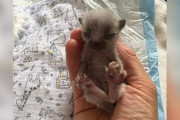 【海外】母に見放されたシルバーの子猫が知らない自分の特別さとは？