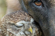 外国人「異種の動物の友情でみんなの心を癒やしていく！」Part2