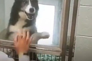 迷子の愛犬が400km先で見つかった…再会時の胸が張り裂けそうな興奮ぶりが話題に
