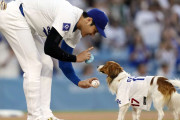 海外「全力で守れ！」大谷翔平と久しぶりに再会したデコイの様子に海外興味津々！（海外の反応）