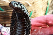 【不死身】新型コロナ・デング熱・マラリアに感染した男性、今度はキングコブラに2度も噛まれて命を落としかける