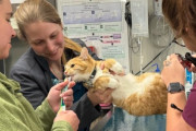 【海外】クリスマスに匿名の寄付者が愛犬・愛猫を救った！緊急獣医療費を全額負担した心温まる物語