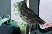 お礼を伝えたくて？山火事の消火活動を行っていたヘリコプターの中にフクロウが来訪する奇跡（アメリカ）