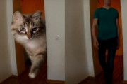 で、でかすぎる～！とっても大きく見える猫ちゃん（ロシア）