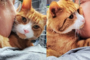 【海外】「野良猫が自ら行動！長時間の外出から学んだ驚きの方法とは？」
