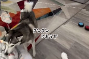 有能な犬のベビーシッター、赤ちゃんのおむつ交換をボタンを押して飼い主に知らせる