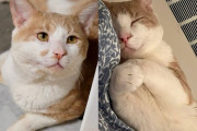 【海外】「出会った人全員を歓迎する野良猫、室内では王様の生活を追求する！」