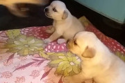 喧嘩ごっこをしていた二匹の子犬→ママが様子を見に来てお説教タイム！