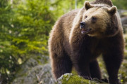 【動画】17歳女子、素手で巨大なクマを突き飛ばして撃退ｗｗｗｗｗ