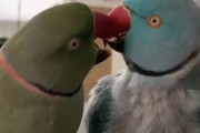 「大丈夫だよ」病気の兄弟を心配して何度もキスをするワカケホンセイインコの動画