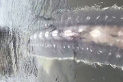 ボートに迫りくる巨大な影、現世を生きる恐竜めいた生物の正体は？