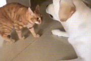 瞬間、肉球重ねて...犬の脚にかじりつく猫だったが、ワンと怒られ直ぐに謝罪