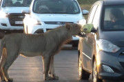 「油断禁物！」野生のライオンが観光客の乗っている車のドアノブを開けてしまいそうになる！