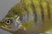 海外「米国が明仁親王に外来種の魚を贈ったことによって日本で広まってしまったらしい」