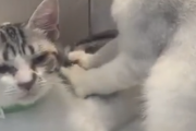 お客さんこれは相当こってますね。猫のマッサージ屋さんがかわいい。海外の反応