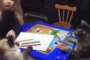 「小さな女の子が猫2匹にお花について教えていた…」完璧な授業風景