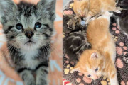 【海外】「子猫を救ったら、強い意志を持つ小さな猫と出会った話」