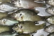 海外「日本では食べるのはあまり一般的ではないけど美味しいよ」天皇陛下が心を痛めたという…（海外の反応）