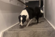 散らかしたのダーレ？散らかした後反省してオロオロする犬が可愛い