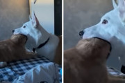うわぁ～猫の頭がすっぽり犬のお口に入ってる！予想外の犬の遊びに困惑