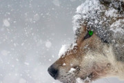 可愛い？日本の町が熊の撃退用に「あるオオカミ」を配備していた！「狼というよりチュパカブラ」「人間を怖がらせるかも」海外の反応
