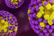 【海外】「ワシントン州で初の人間によるH5N5鳥インフルエンザ感染、悲劇的な死の報告」