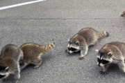 アメリカ人「日本でアライグマが増殖した理由に笑ってしまった」