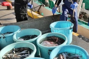 「これほどとは予想できなかった」…日本、中国の水産物全面輸入禁止に困惑＝韓国の反応