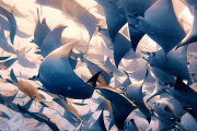 海外「壮観だ…」エイの大群が海を覆い尽くす、神秘的な映像が海外で話題に（海外の反応）