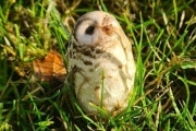 フクロウの子が動かない！助けなきゃと思って近づいたところ、キノコだった件